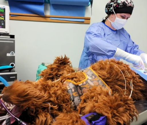 Surgical Procedures