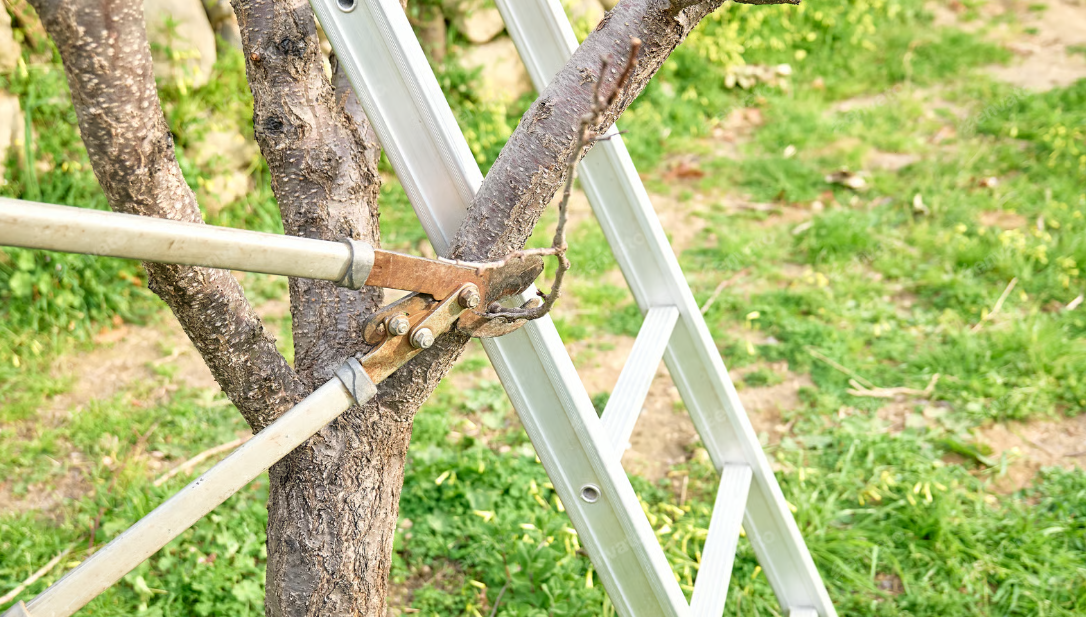 Tree Pruning and Trimming