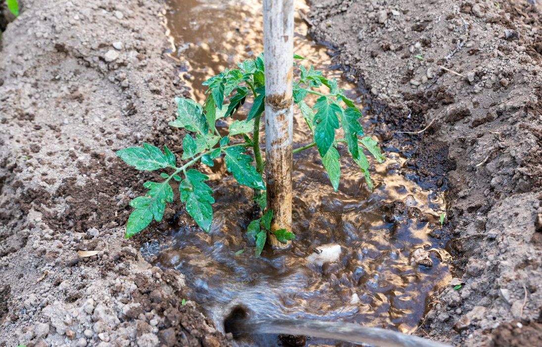 Tree Planting and Irrigation
