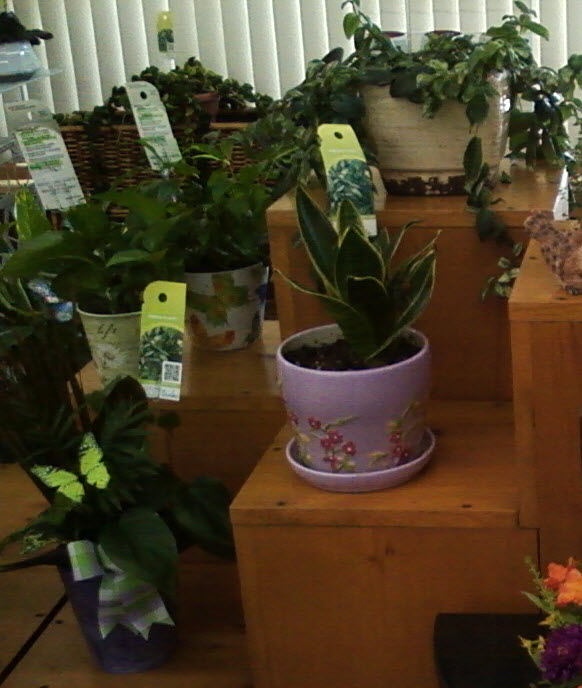 Live Plants