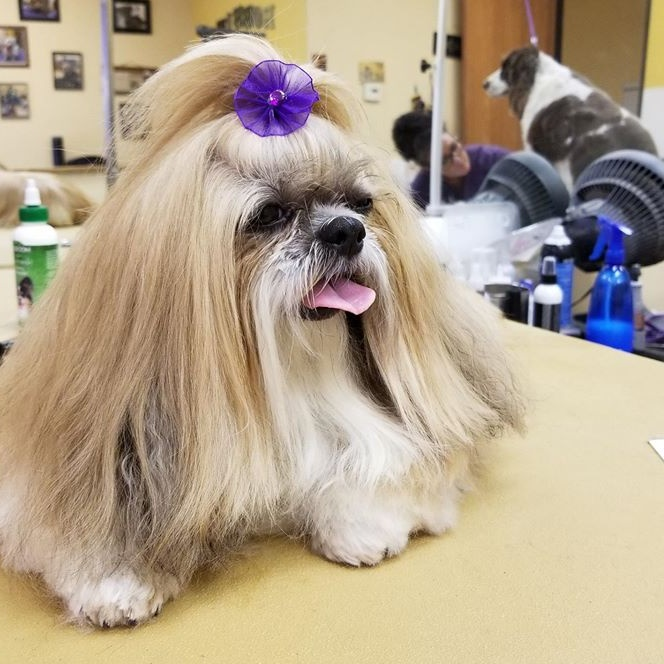 Pet Grooming