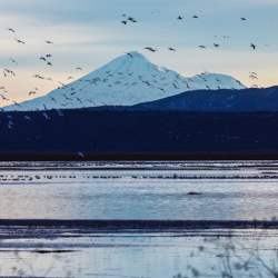 Birds & Wildlife