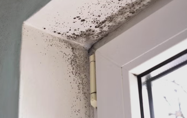 Mold Removal and Remediation Services