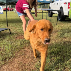 Pet Show