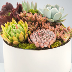 Plants