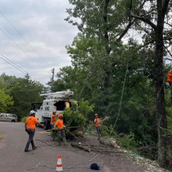 Tree Trimming