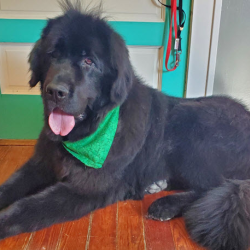 Breed Standard Cut