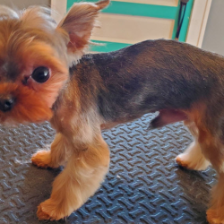 Nail Trim