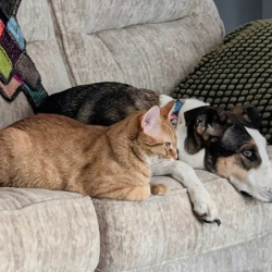 Rehoming Assistance