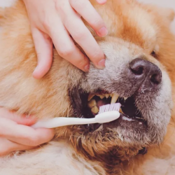 Dentistry