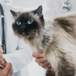 Parasite Control (Fleas, Ticks & Heartworms)