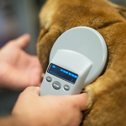 Microchip Pet Identification