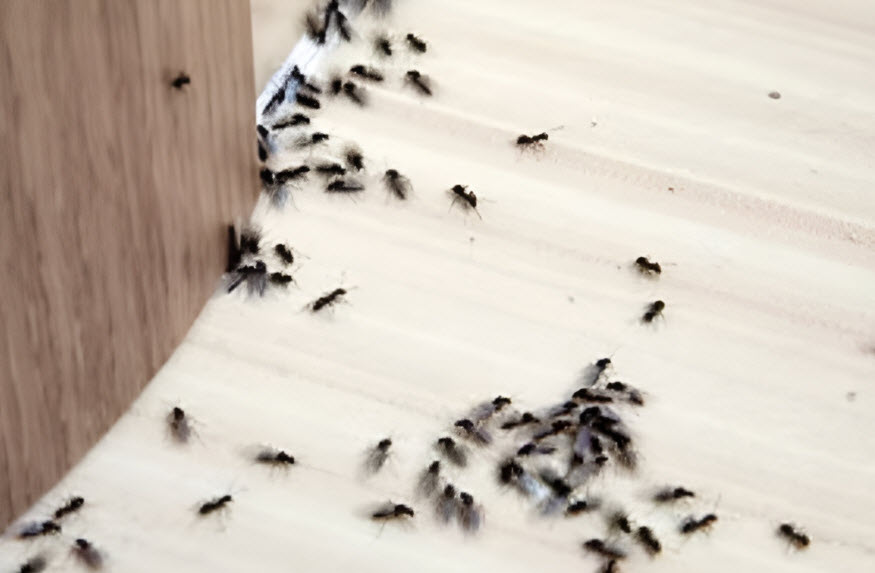 Ants