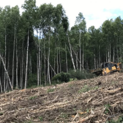 Earthworks and Land Clearing