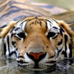 Zoo