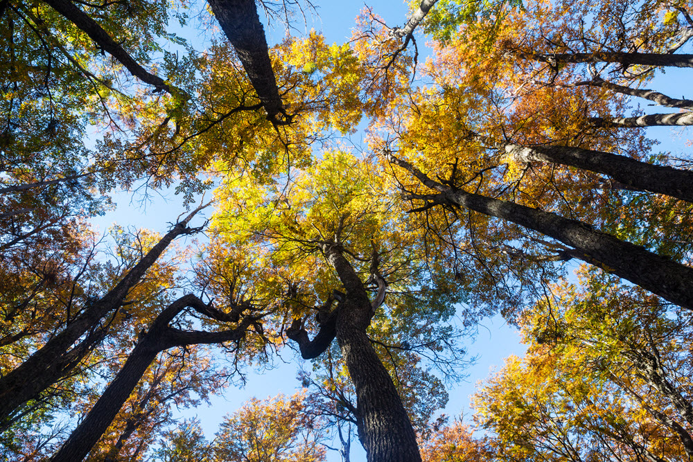 Tree Species Recognition