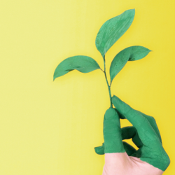 Environmental Responsibility