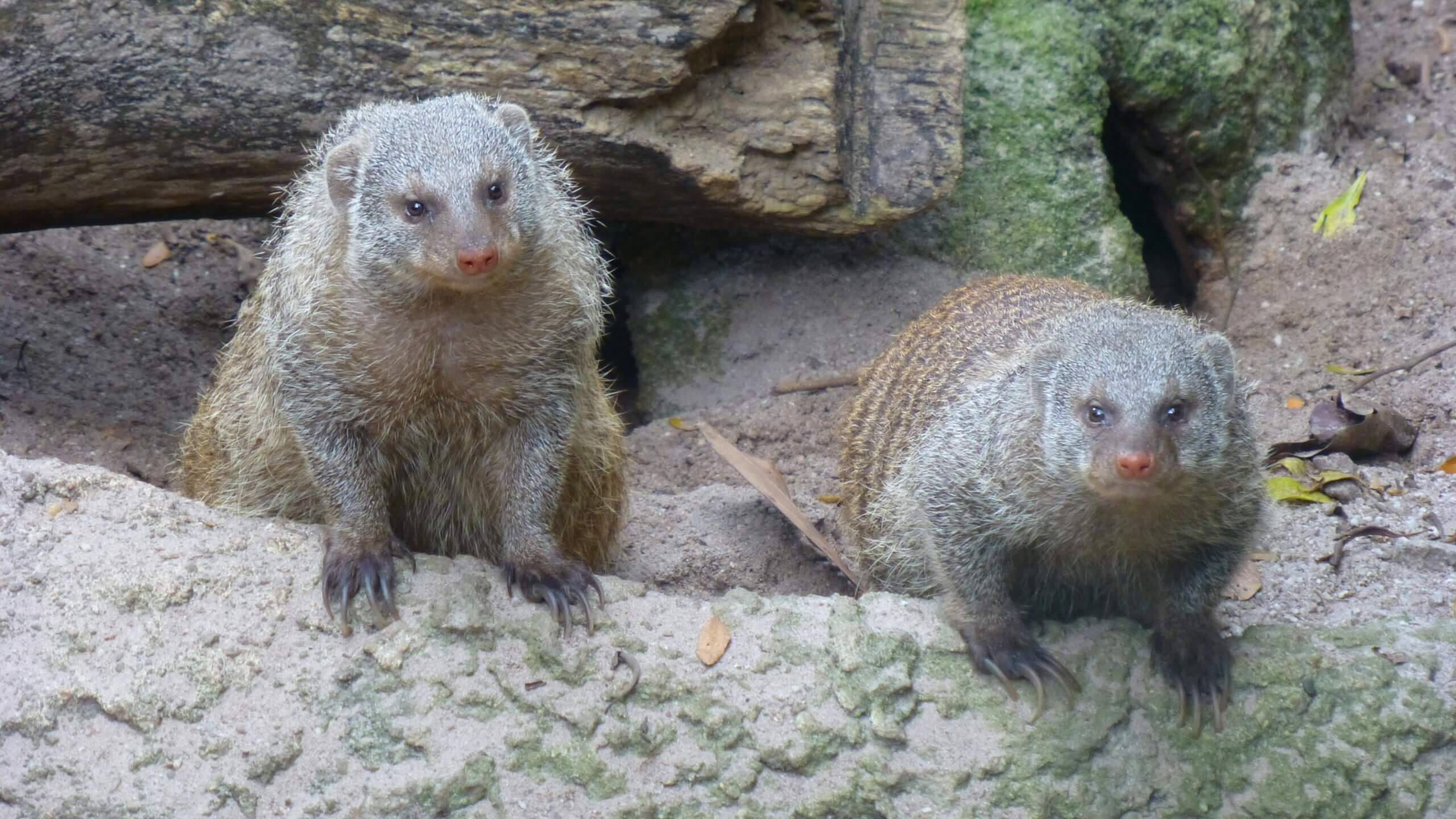 Rat & Rodent Control