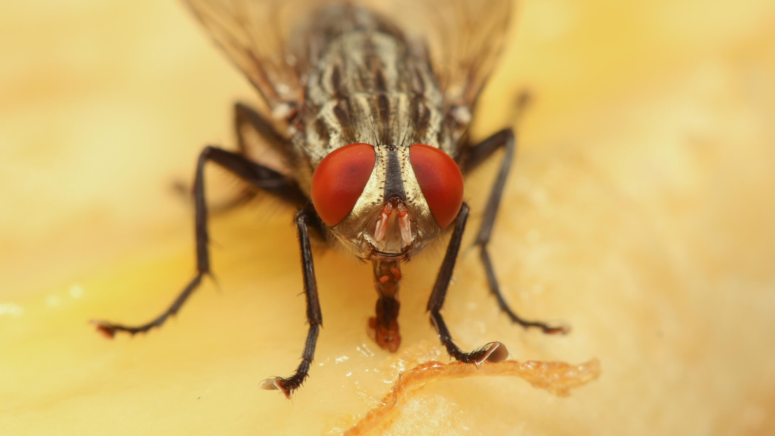 Flies