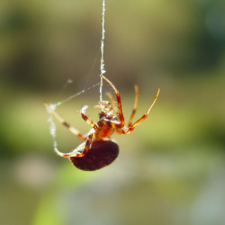 Spider Control