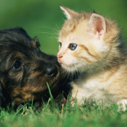 Pet Insurance