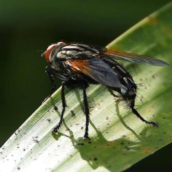 Fly Control