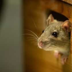Pest Control