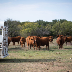 Ranch