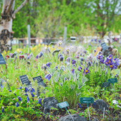 Showcase Garden