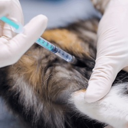 Vaccinations