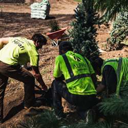 Landscape Planting