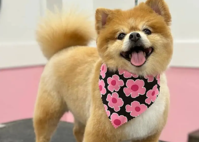 Full Groom