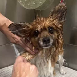 Self Wash
