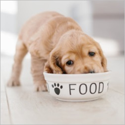 PET FOOD