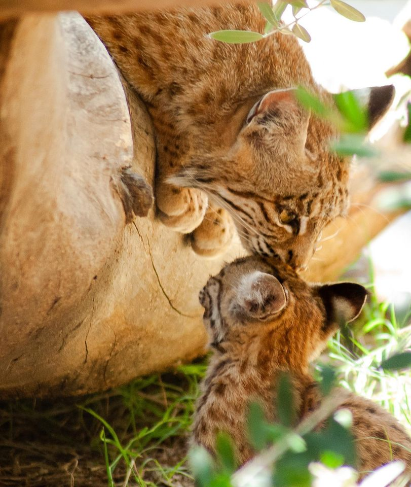 Safari Park