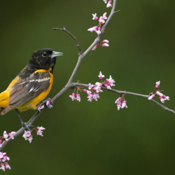 Native Plants Events