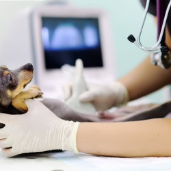 Pet Ultrasound