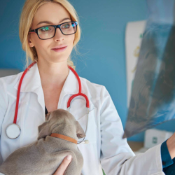 Pet Radiographs