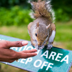 Report an Animal Strike