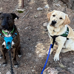 Zen – Service Dog Training