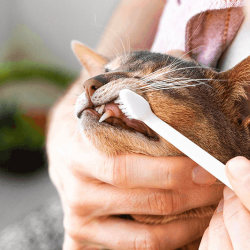 Dental Care