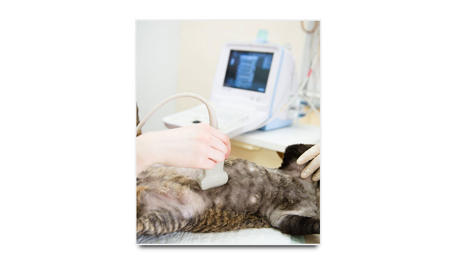 Pet Diagnostic Imaging