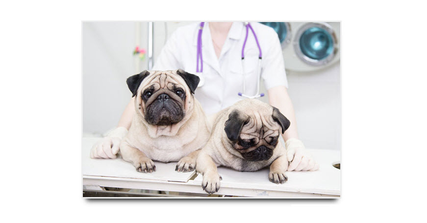 Pet Vaccinations