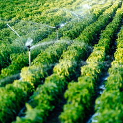 Irrigation Design