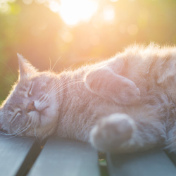 Veterinary Acupuncture