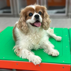 Dog Daycare