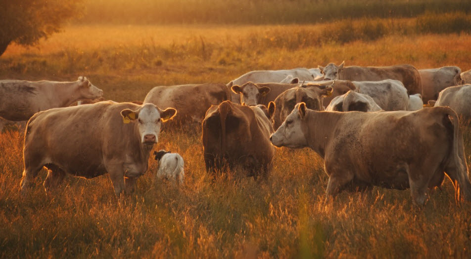 Cattle Nutrition Products
