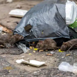 Rat Control Services