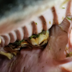 Dentistry