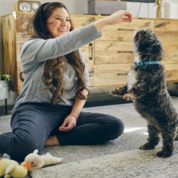 Pet Insurance